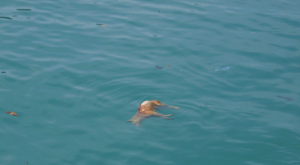 Tsunami Thailand Phi Phi Island 2004